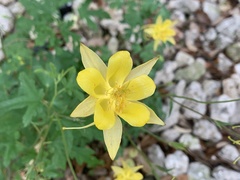 Aquilegia chrysantha