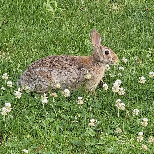 Eastern Cottontail