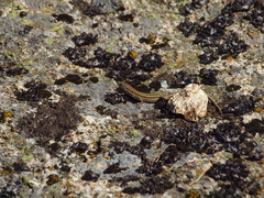 Podarcis guadarramae guadarramae