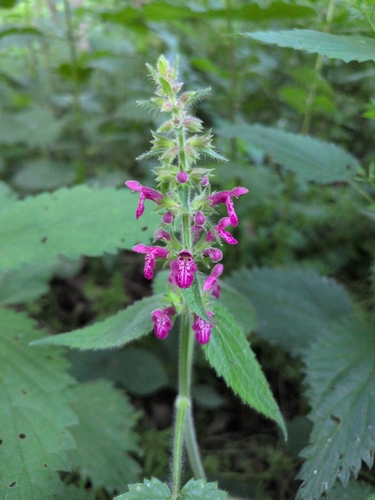hedge woundwort
