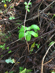 Maianthemum
