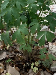 Aquilegia chrysantha