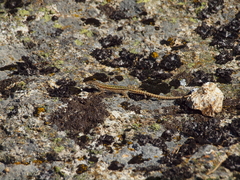 Podarcis guadarramae guadarramae