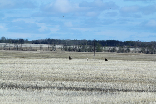 White-tailed Deer