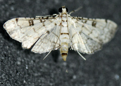 Hileithia approprialis