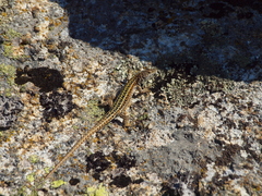 Podarcis guadarramae guadarramae