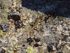Podarcis guadarramae guadarramae