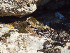 Podarcis guadarramae guadarramae