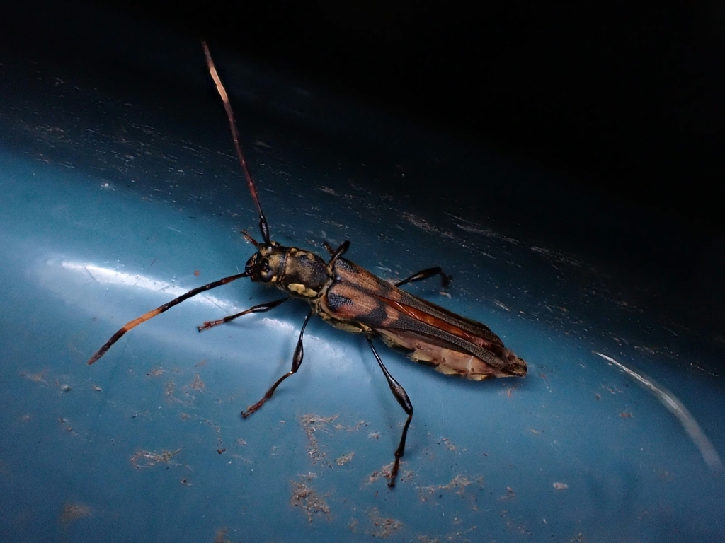 Thranius variegatus