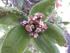 Rhus standleyi