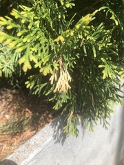 Pestalotiopsis funerea