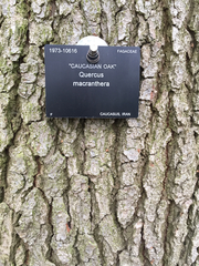Quercus macranthera