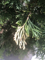 Pestalotiopsis funerea