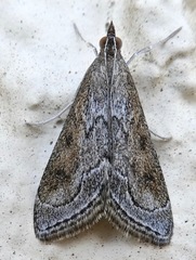 Pyrausta napaealis