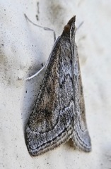 Pyrausta napaealis