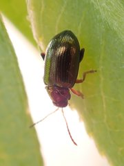 Crepidodera aurata