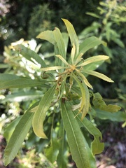 Morella cerifera image