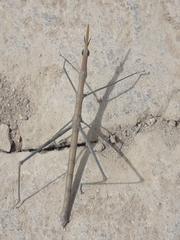 Microcoema acuminata