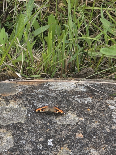 Small Tortoiseshell
