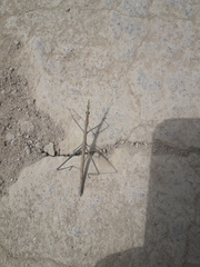 Microcoema acuminata