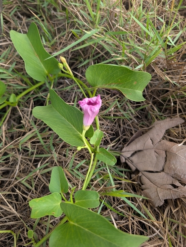 Beach Morning Glory