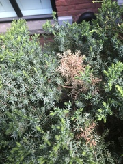 Pestalotiopsis funerea