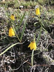 Fritillaria pudica