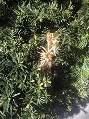 Pestalotiopsis funerea