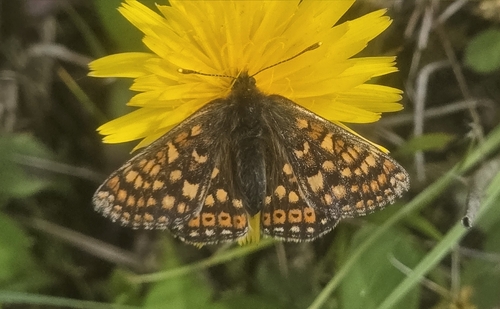 Marsh Fritillary