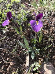 Viola trinervata