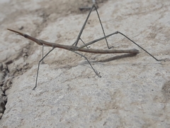 Microcoema acuminata