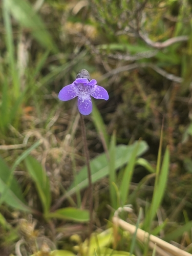 Common Butterwort