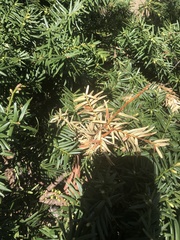 Pestalotiopsis funerea