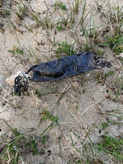 Scyliorhinus stellaris