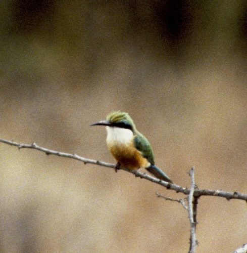 Somali Bee-eater (Merops revoilii), photo 5