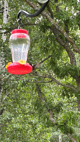 Ruby-throated Hummingbird
