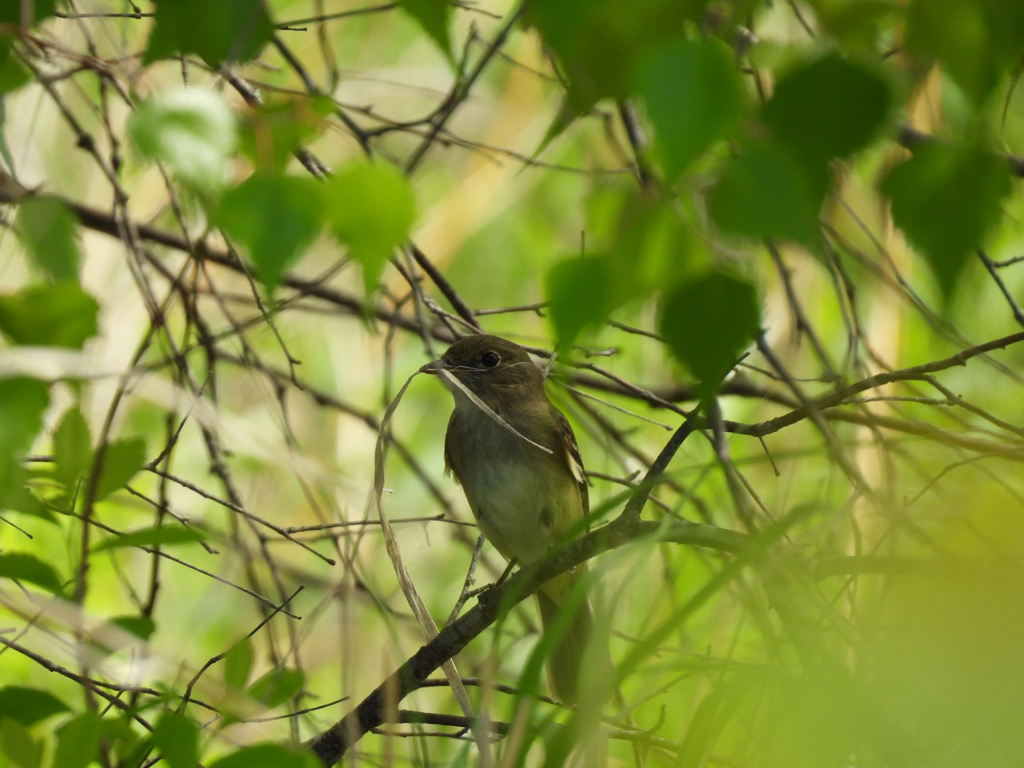 Alder Flycatcher (Empidonax alnorum), photo 6