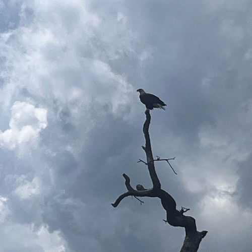 Bald Eagle