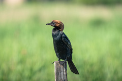 Pygmy Cormorant photo 3