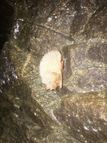 Tri-coloured Bat photographed in Georgia