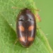 Litargus tetraspilotus - Photo (c) skitterbug, some rights reserved (CC BY), uploaded by skitterbug