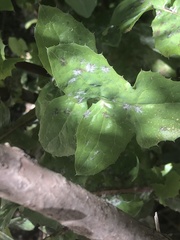 Golovinomyces sonchicola