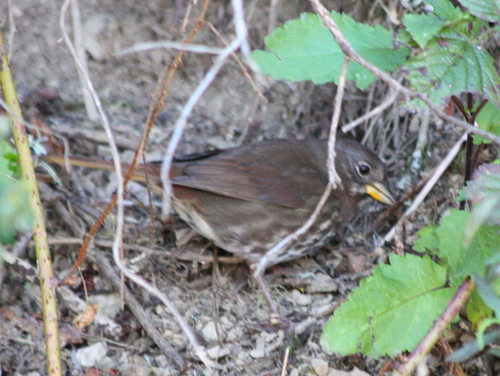 Passerella iliaca
