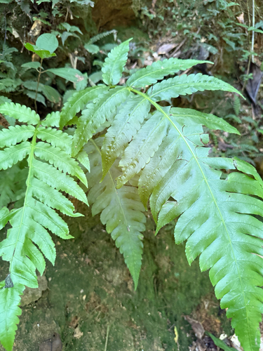 Cyathea horrida observed 2026-06-15