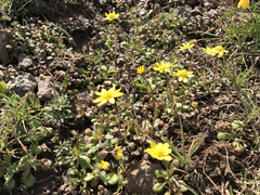 Crocidium multicaule