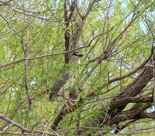 Black-crowned Night Heron photographed in Wyoming