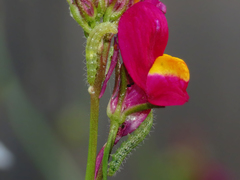 Stenoptilodes antirrhina