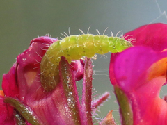 Stenoptilodes antirrhina