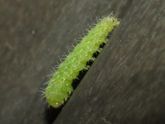 Stenoptilodes antirrhina