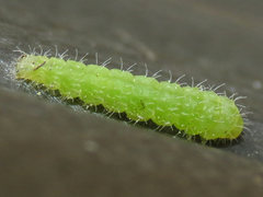 Stenoptilodes antirrhina